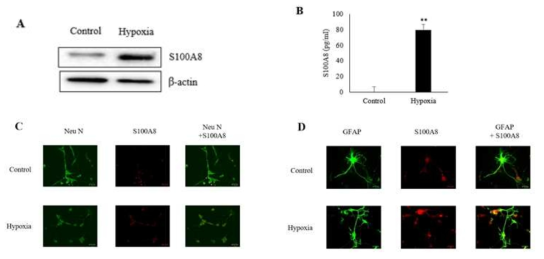 Hypoxia induces S100A8 expression and secretion in neuronal cells