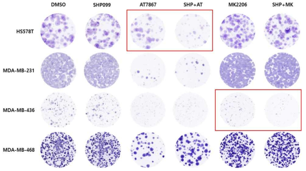 도출된 신호전달 네트워크 억제제와 SHP2억제제간의 장시간 colony forming assay를 통한 암세포 성장 억제 효과