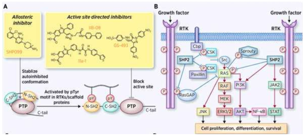 A, SHP1의 억제제와 작용기전; B, SHP2의 성장인자 수용체와 하부 신호전달 경로 그리고 세포에서의 역할