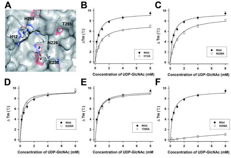 The binding of UDP-GlcNAc to MtCuvA mutants. (A) The mutated residues of MtCuvA corresponding to residues involved in the ligand binding of BhYvcK are shown in a stick and colored based on element types. The ligand-binding assay of H12A (B), N226A (C), E230A (D), T295A (E) and H298A (F) mutants was performed by TSA. The melting profiles were monitored in the presence of increasing concentration of UDP-GlcNAc (0.2 to 8 mM). All the curves corresponding to the average of data from at least 4 independent experiments and the standard deviations are represented by the error bars