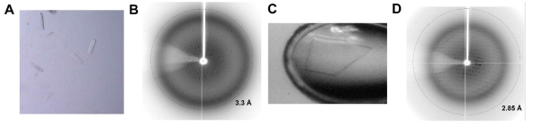 Crystals and X-ray diffraction patterns of MtCuvA-ligand complexes. (A) Thin rod-like plate crystal of MtCuvA-UDP complex (0.1 x 0.4 x 0.02 mm) was used for X-ray diffraction data collection. (B) A resolution circle of MtCuvA-UDP complex crystal is shown at 3.3 A. (C) Plate crystal of MtCuvA-UGN complex (0.2 x 0.3 x 0.05 mm) was used for X-ray diffraction data collection. (D) A resolution circle of MtCuvA-UGN complex crystal is shown at 2.85 A