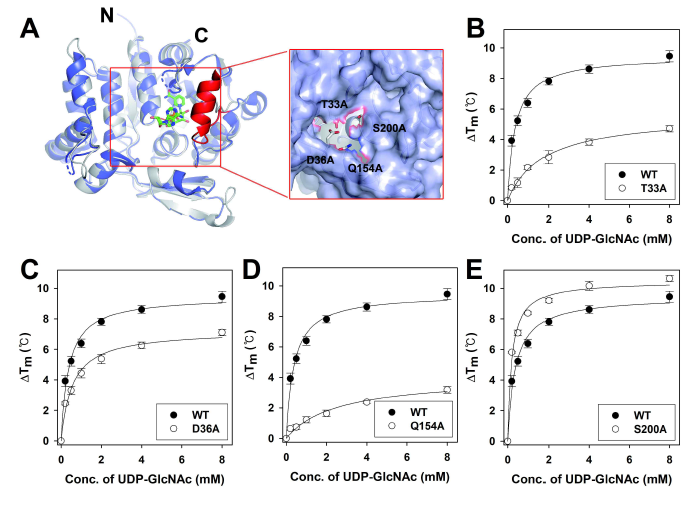 The binding of UDP-GlcNAc to MtCuvA mutants (A) Structural superimposition of MtCuvA with B. halodurans YvcK (BhYvcK) complexed with NAD+. Ribbon diagrams of MtCuvA and BhYvcK structures are colored in blue and white, respectively. Red box shows close-up views of the putative ligand-binding pocket. The mutated residues of MtCuvA are shown in a stick and colored based on element types. The ligand-binding assay of T33A (B), D36A (C), Q154A (D) and S200A (E) mutants was performed by TSA. The melting profiles were monitored in the presence of increasing concentration of UDP-GlcNAc (0.2 to 8 mM). All the curves corresponding to the average of data from at least 4 independent experiments and the standard deviations are represented by the error bars