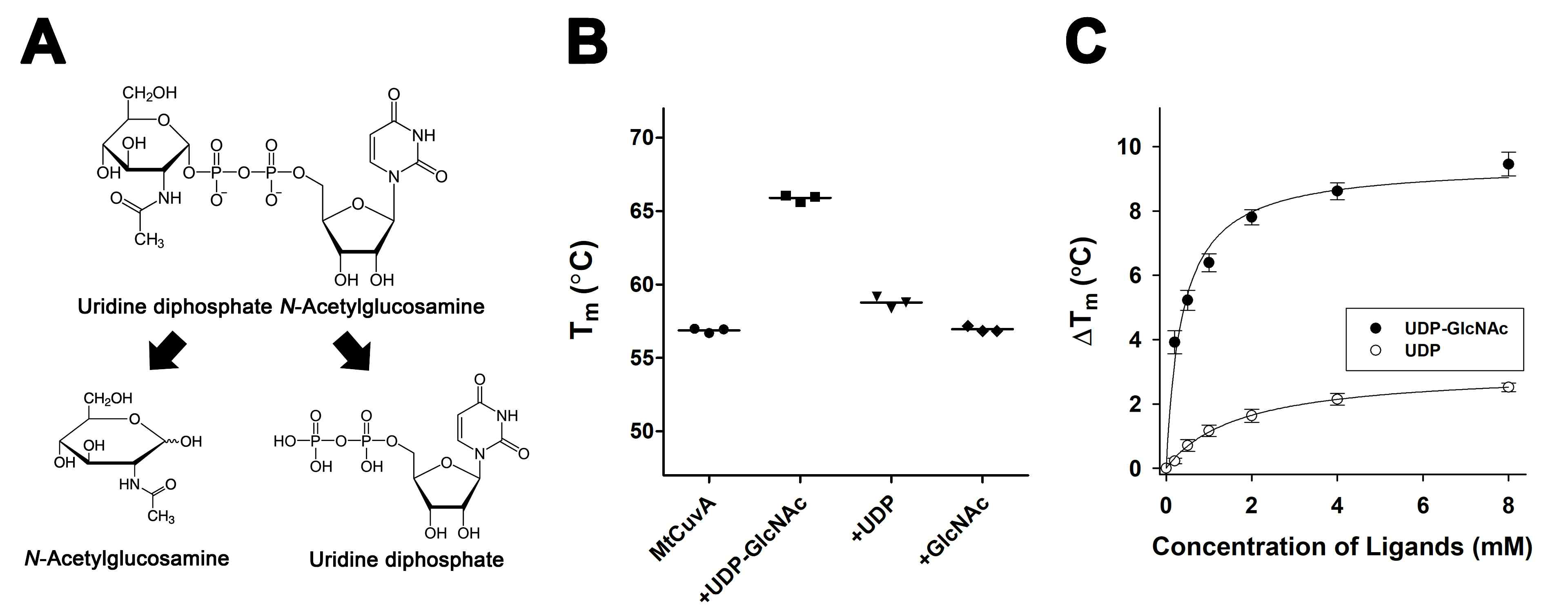 Binding abilities of MtCuvA with UDP-GlcNAc and its two moieties (UDP and GlcNAc). (A) Chemical structure of UDP-GlcNAc and two moieties of UDP-GlcNAc (UDP and GlcNAc). (B) The melting temperatures (Tm) of MtCuvA with or without UDP-GlcNAc, UDP and GlcNAc (each 5 mM). All the data are performed by TSA. (C) Non-linear square-fit curve for the binding of UDP-GlcNAc and UDP to MtCuvA. The melting profiles were monitored in the presence of increasing concentration of ligands (0.2 to 8 mM). All the curves corresponding to the average of data from at least 4 independent experiments and the standard deviations are represented by the error bars