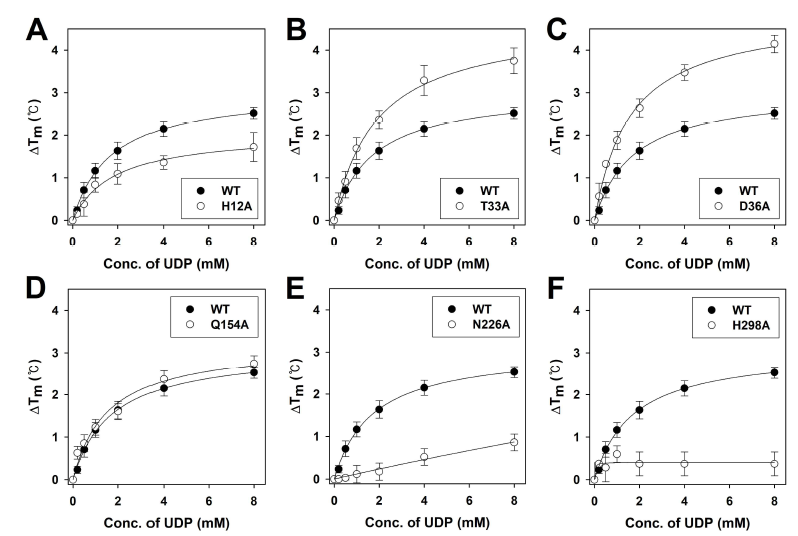 The binding of the UDP moiety to MtCuvA mutants. The ligand-binding assay of H12A (A), T33A (B), D36A (C), Q154A (D), N226A (E), and H298A (F) mutants was performed by TSA. The melting profiles were monitored in the presence of increasing concentration of UDP (0.2 to 8 mM). All the curves corresponding to the average of data from at least 4 independent experiments and the standard deviations are represented by the error bars