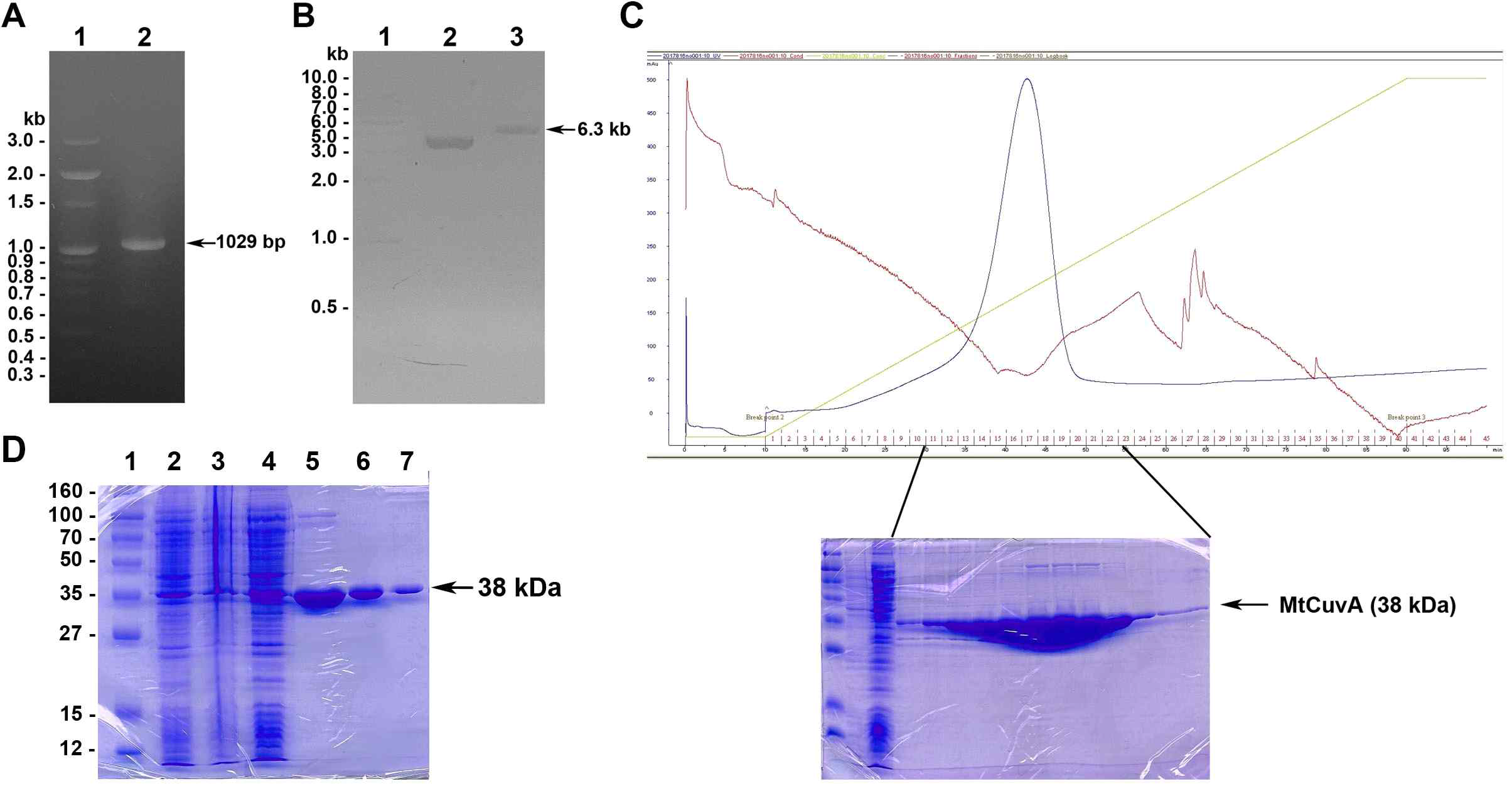 Gene cloning, expression and purification of reconbinant MtCuvA. (A) The amplified cuvA gene using the PCR system. Lane 1; DNA marker, lane 2; PCR product (1029 bp) of cuvA gene from the M. tuberculosis H37Rv. (B) Purified plasmid DNA. Lane 1; DNA marker, lane 2; pET-28a vector, lane 3; Recombinant plasmid pMtCuvA (6.3 kb). (C) Purification of recombinant MtCuvA using Ni2+-chelated HiTrap chelating HP column. MtCuvA was eluted in the fractions from number 11 to 22. (D) 15% SDS-PAGE analysis for the expression and purification steps of MtCuvA. Lane 1, molecular weight markers (labelled in kDa.); Lane 2, total cell proteins; Lane 3, inclusion-body fraction; Lane 4, soluble fraction; Lane 5, Ni2+-affinity chromatography; Lane 6, dialysis; lane 7, purified MtCuvA protein (10x diluted)