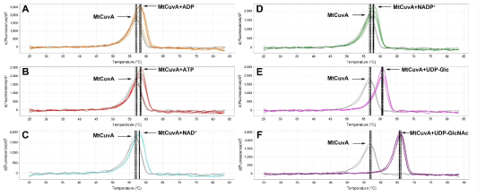 Thermal stability of MtCuvA with binding of ligands. (A)~(F) Derivative plot of the change in fluorescence vs. temperature. The median derivative Tm values are shown as black dotted vertical lines. MtCuvA at a final concentration of 0.15 mg/ml was mixed a ligand (each 5 mM ligand) and PTS dye. Four replicate reactions with and without ligand were on an real-time PCR system using the melt curve, continuous data collection, and ramp rate of 0.05℃/sec from 25℃ through 85℃