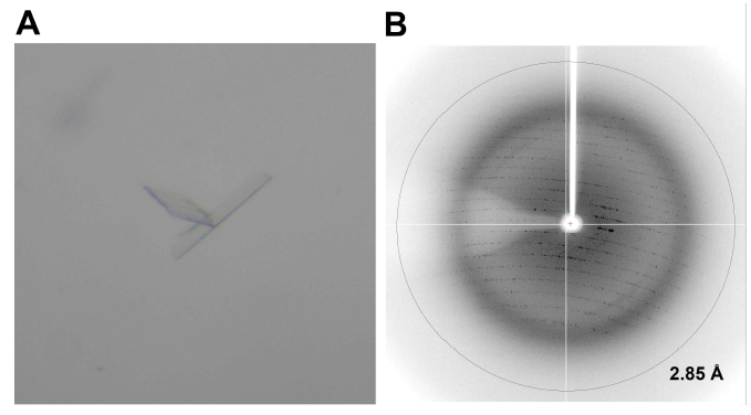 Crystal (A) and X-ray diffraction pattern (B) of MtCuvA. Thin-plate crystal (0.25 x 0.4 x 0.1 mm) was used for X-ray diffraction data collection. A resolution circle of MtCuvA is shown at 2.1 A