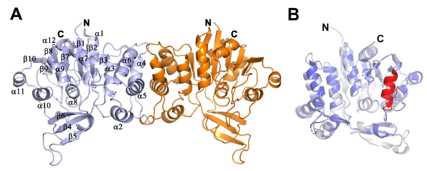 Crystal structure of MtCuvA. (A) The structure is shown in ribbon representation for homodimeric arrangement. Each subunit of MtCuvA is shown in pale blue and orange, respectively. (B) Structural superimposition of MtCuvA monomer with BhYvcK structure. Ribbon diagrams of MtCuvA and BhYvcK structures are colored in white and blue, respectively. The red-colored α-helix (residue No. 257-272 of BhYvcK) shows the different conformation between the MtCuvA and BhYvcK structures