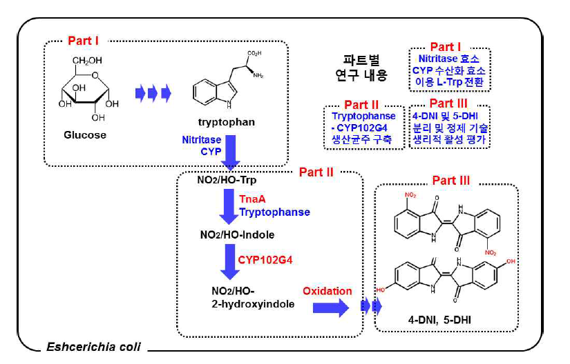 대장균에서 4-DNI 및 5-DHI 생합성 경로 구축 (Biotechnol. Adv. 40, 2020)