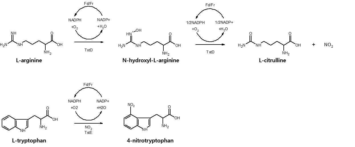 L-arg으로부터 nitrite (NO2) 확보를 통하여 L-trp의 위치특이적 nitration one-pot synthesis