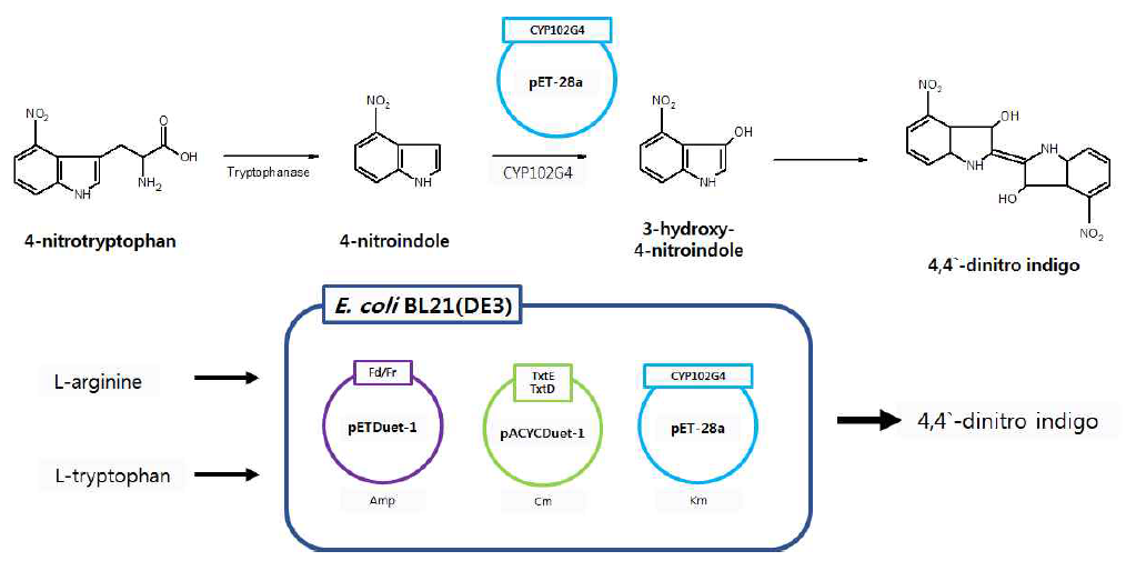 L-arg/L-trp으로부터 TxtE/D, CYP102G4 효소 반응을 통한 4-DNI one-pot synthesis