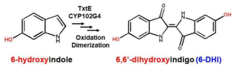 TxtE, CYP102G4 효소 반응 최적화을 통한 6-DHI one-pot synthesis 전략