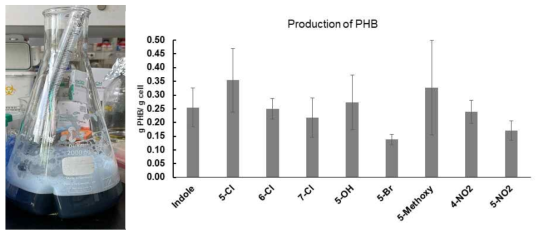 Indigoids 유도체+PHB 동시 생산 PHB 농도 정량 (생산성 > 0.3 g PHB/g cells)