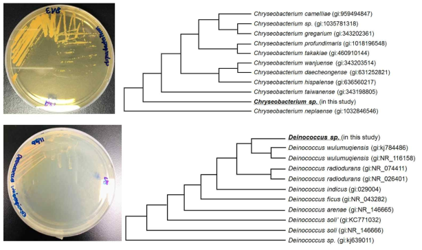 색소 생산 미생물 균주 스크리닝; Chryseobacterium sp.와 Deinococcus sp