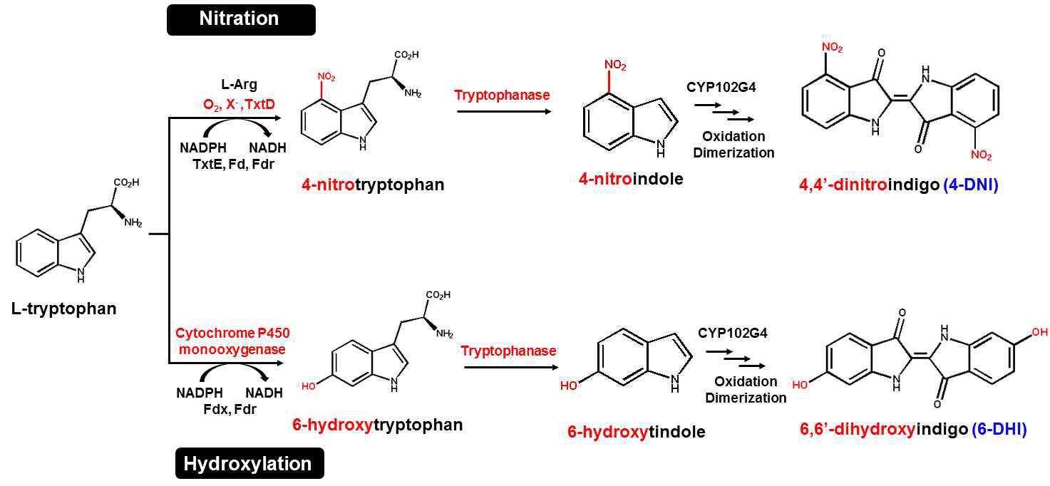 L-트립토판으로부터 본 제안서의 연구 목적 화합물인 4DNI 및 6DHI의 생변환 반응