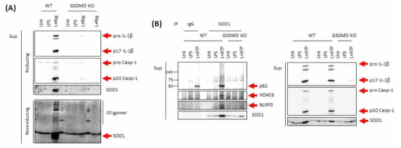 NLRP3 인플라마좀 활성에 의한 GSDMD pore형성이 SOD1 oligomer 및 비정상적인 SOD1 응집체 분비에 미치는 영향 확인