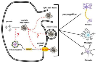 인플라마좀 활성과 단백질 응집체의 형성 및 확산의 상관관계