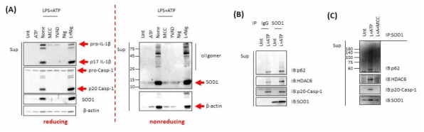 NLRP3 인플라마좀 활성에 의한 SOD1 oligomer 및 비정상적인 SOD1 응집체 분비 확인