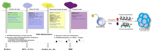 후성 유전 이상으로 B cell precursors 의 형질 변환에 의한 특이적인 림프종 아형