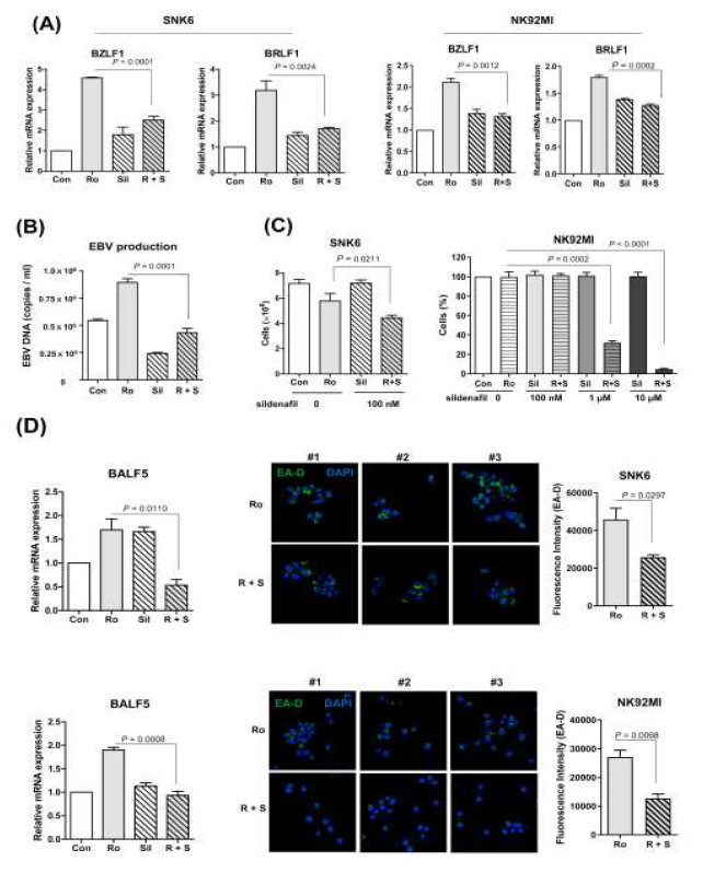 SNK6에서 sildenafil 에 의한 EBV 재활성 억제 확인