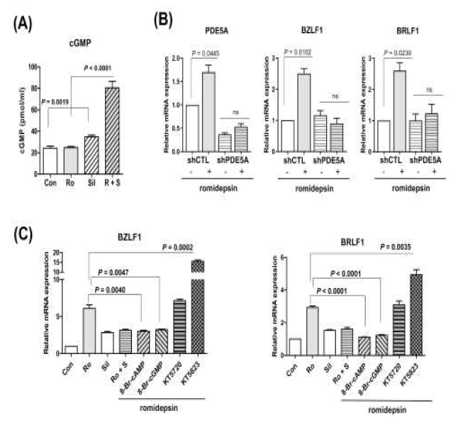 cGMP/PKC 기전과 EBV 재활성의 연관성 확인