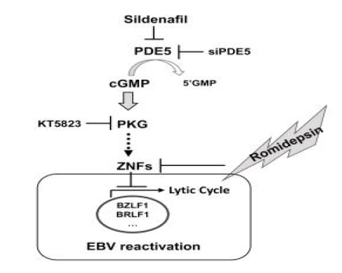 Sildneafil 에 의한 EBV 재활성 억제 기전 모식도