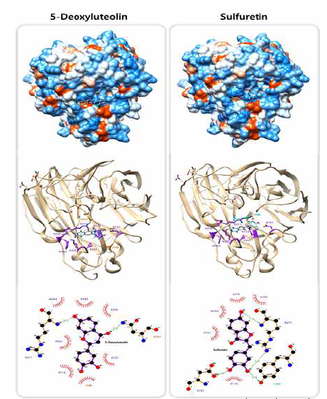 5-Deoxy Luteolin 및 Sulfuretin 성분과 바이러스 NA 단백질의 결합 여부를 molecular docking assay로 확인