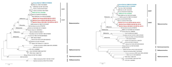국내 박쥐코로나바이러스의 RdRp(좌)와 spike(우) 유전자의 계통 분석