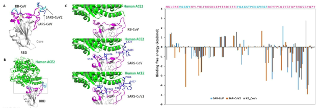 국내 박쥐코로나바이러스의 Spike RBD의 3D 모델과 결합에너지