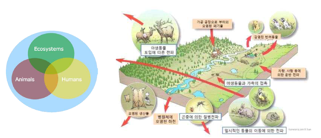 환경에 존재하는 병원체의 다양한 전파경로(출처: USGS National Wildlife Health Center)