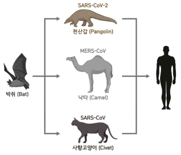 야생동물 유래 코로나바이러스의 전파(출처:기초과학연구원)