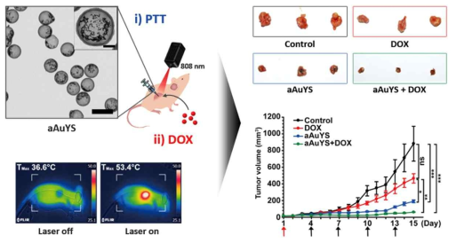 본 연구에서 개발한 aAuYS와 이를 이용한 광열치료. 대조군(control), 약물치료군(DOX), 광열치료군(aAuYS), 약물/광열복합치료군(aAuYS+DOX)의 암세포 크기 변화 비교
