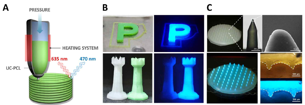 A) 3D 프린팅을 이용한 UC 구조체의 제작 모식도. B) UC 구조체의 백색광 및 625nm LED에서의 사진. C) PCL-microneedle 및 UC MN의 사진