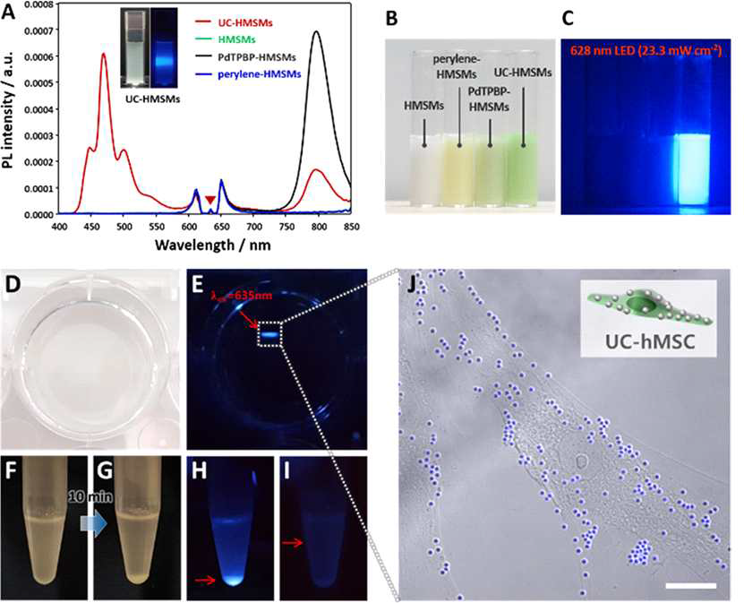 A) UC-HMSM의 UC 스펙트럼. B) 백색광 및 C) 628 nm LED 조사에 따른 UC 발광 디지털 사진. hMSC와 200 μg/mL의 UC-HMSM을 배양하여 D) 백색광 및 E) 635 nm 레이저 조사 하에 촬영한 디지털 사진. 백색광에서 PBS에 재분산한 F) 직후 및 G) 10분 후. H) 펠렛 및 I) 상등액에 635 nm 레이저를 조사한 이미지. J) hMSC의 CLSM 이미지(스케일바: 20 μm).