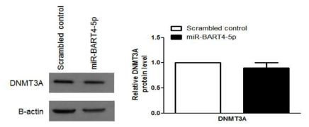 miR-BART4-5p가 DNMT3A protein level에 미치는 영향