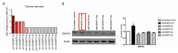 EBVaGC tissues에서 BART miRNA expression profiling  *; p<0.05)