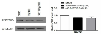 BART miRNA에 의한 protein stability 변화 측정