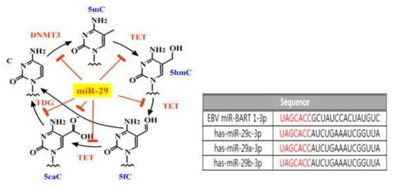 miR-29의 methylation 조절 관련 유전자 조절 (Int J Mol Sci. 2013) & miR-BART1-3p와 miR-29 family의 seed sequence