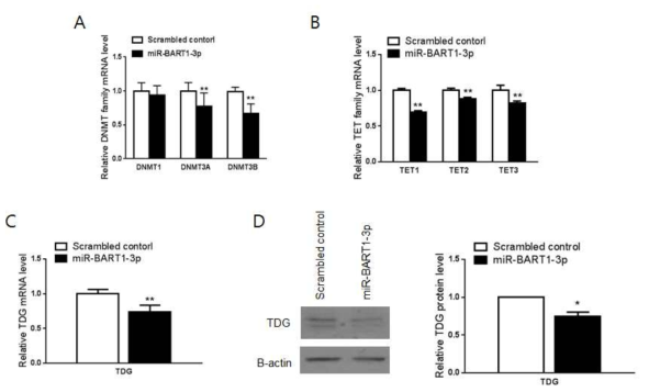 miR-BART1-3p 처리에 의한 methylation  *; p<0.05, **; p<0.01)