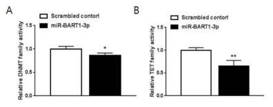 miR-BART1-3p 처리에 의한 methylation  *; p<0.05, **; p<0.01)