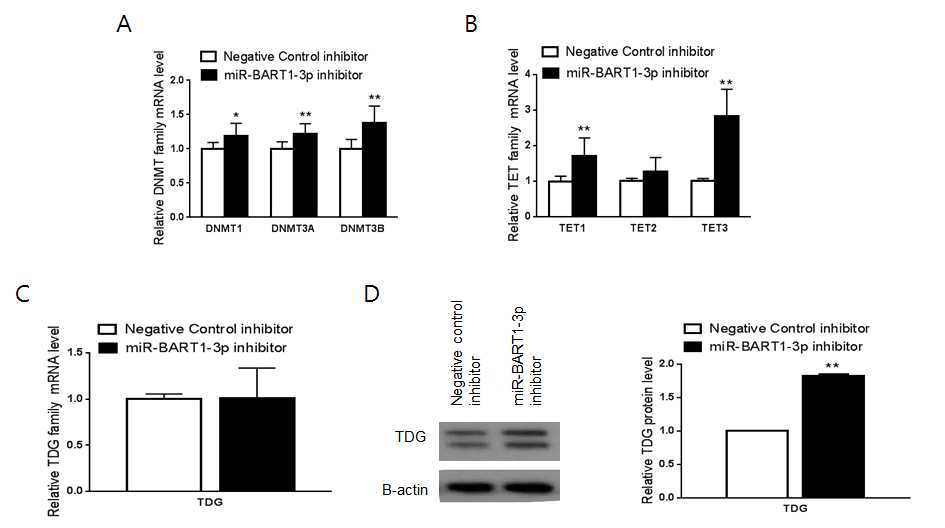 miR-BART1-3p inhibitor 처리에 의한 methylation  *; p<0.05, **; p<0.01)