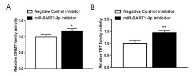 miR-BART1-3p inhibitor 처리에 의한 methylation  *; p<0.05, **; p<0.01)