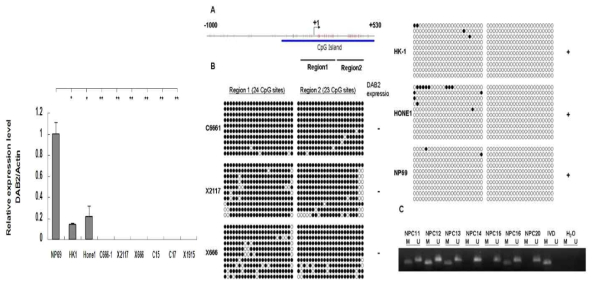 NPC 세포주, 이종 이식 및 정상 비인두 상피세포주에서 DAB2 mRNA 발현 & NPC에서 DAB2의 프로모터 메틸화 (BMC Cancer 2010)
