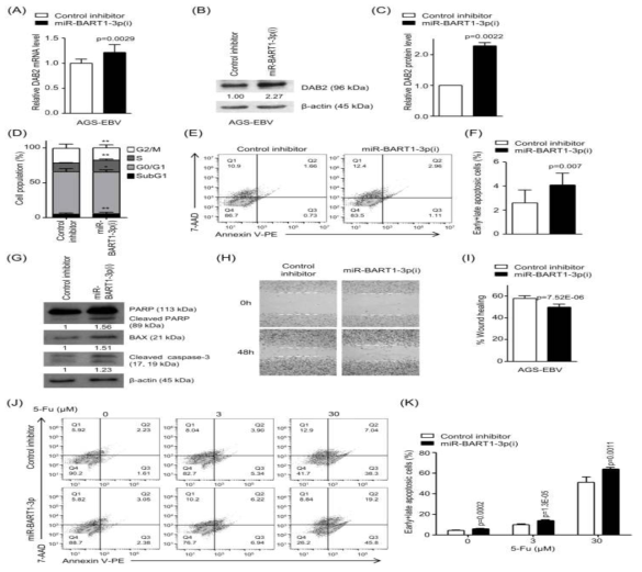 AGS-EBV 세포에서 miR-BART1-3p (i)의 효과 (n=3; **; p<0.01)