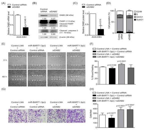 AGS-EBV 세포에서 siDAB2를 사용한 DAB2 녹다운의 효과 확인. (n=3; **; p<0.01)