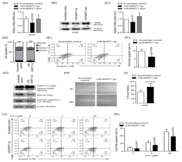 AGS 세포에서 DAB2 발현에 대한 miR-BART1-3p의 효과. (n=3; **; p<0.01)