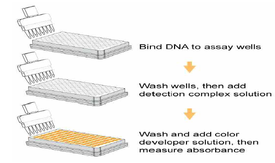 EPIGENTEK MethylFlash™ Global DNA Methylation ELISA esay kit