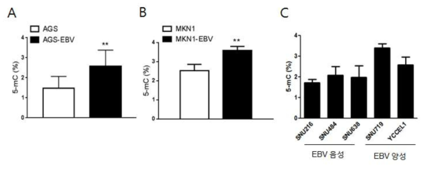 EBV 양성 및 음성 위암 세포주의 DNA global methylation 빈도 결과. (n=3; **; p<0.01)