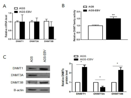 AGS 세포주에서 DNMT family의 mRNA level 및 protein level,  *; p<0.05, **; p<0.01)