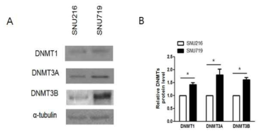 SNU216 및 SNU719 세포주에서 DNMTs의 protein level. (n=3; *; p<0.05)